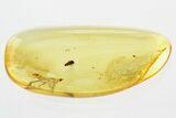 Fossil Marsh Beetle Larva in Baltic Amber #307636-1